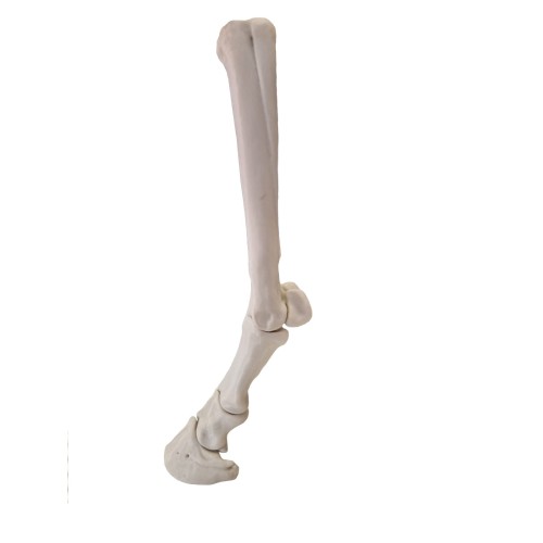 HUESOS DIGITAL ANTERIOR INMANTADO