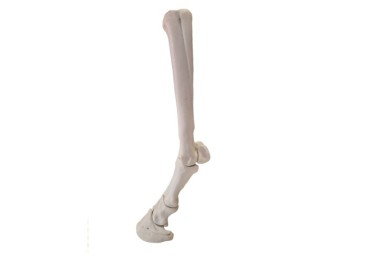 HUESOS DIGITAL ANTERIOR INMANTADO