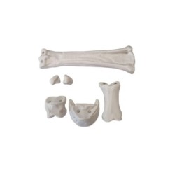 HUESOS DIGITAL ANTERIOR INMANTADO