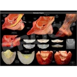 POSTER REGION NAVICULAR