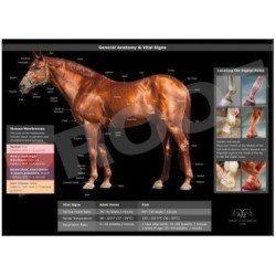 POSTER ANATOMIA DEL CABALLO
