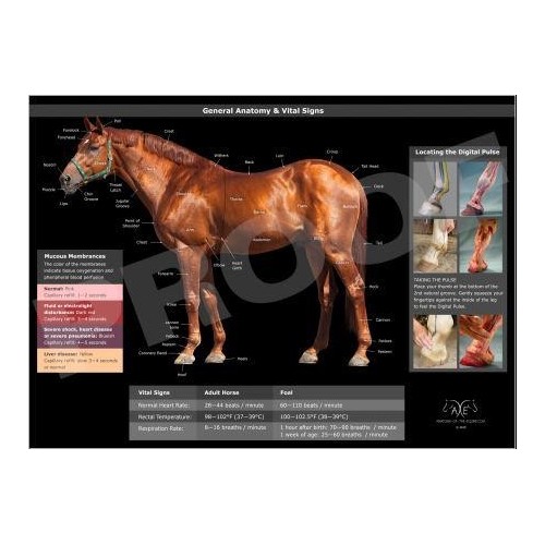 POSTER ANATOMIA DEL CABALLO