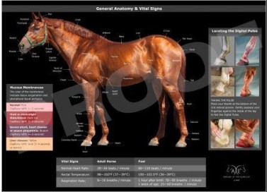 POSTER ANATOMIA DEL CABALLO