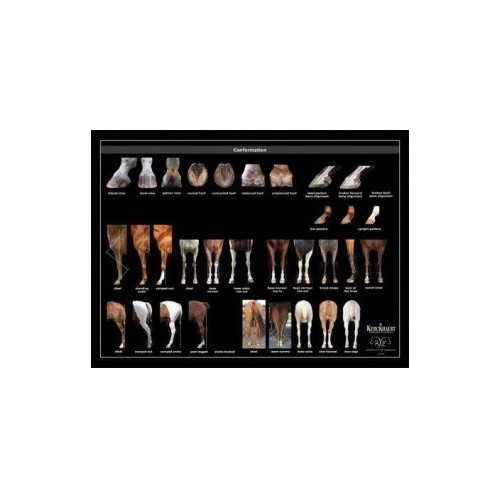 POSTER CONFORMACION DEL CABALLO