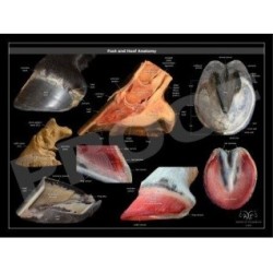 POSTER ANATOMIA PIE Y CASCO DEL CABALLO