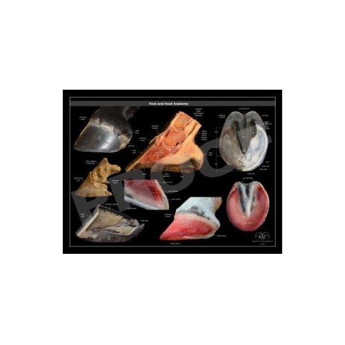 POSTER ANATOMIA PIE Y CASCO DEL CABALLO