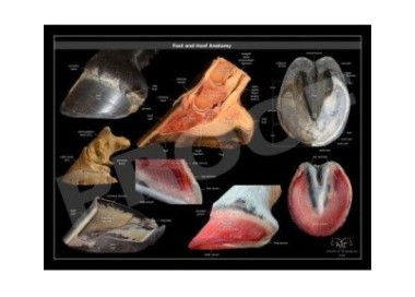 POSTER ANATOMIA PIE Y CASCO DEL CABALLO