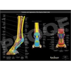 POSTER LIGAMENTOS Y TENDONES
