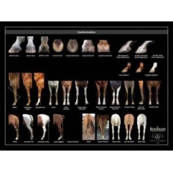 POSTER CONFORMACION DEL CABALLO