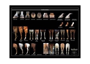 POSTER CONFORMACION DEL CABALLO